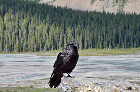 Raven in Jasper National Park, in Alberta, Canada.の写真素材