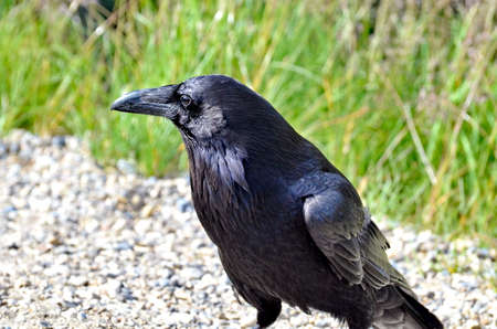 Raven in Jasper National Park, in Alberta, Canada.の写真素材