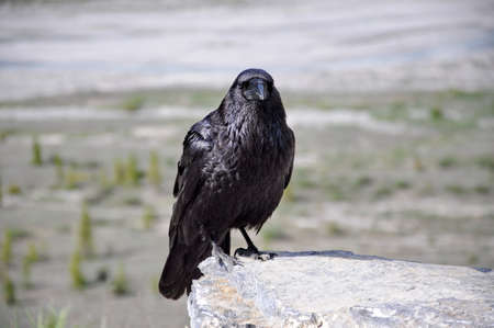 Raven in Jasper National Park, in Alberta, Canada.の写真素材