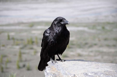 Raven in Jasper National Park, in Alberta, Canada.の写真素材