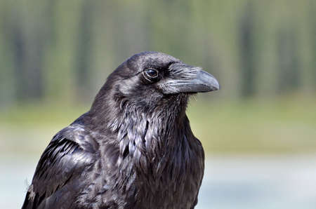Raven in Jasper National Park, in Alberta, Canada.の写真素材
