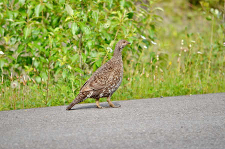 Female Spruce Grouse in summer in Jasper National Park, Alberta, Canada.の写真素材