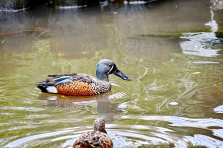 Australian Shoveler duck floating on a pond in New Zealand.の写真素材