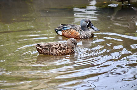Australian Shoveler duck floating on a pond in New Zealand.の写真素材