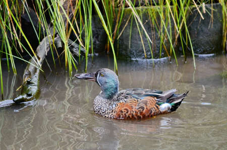 Australian Shoveler duck floating on a pond in New Zealand.の写真素材