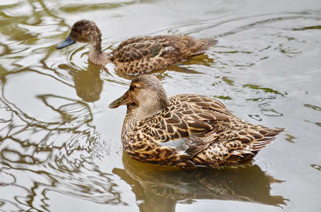 Australian Shoveler duck floating on a pond in New Zealand.の写真素材