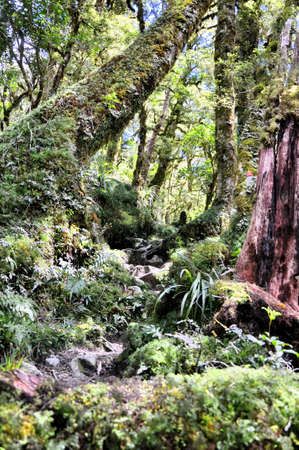 Lake Marina hiking track in Fiordland National Park, South Island, New Zealandの写真素材