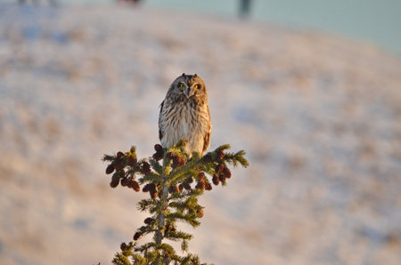 Short-eared Owl sitting on a tree in Toronto, Ontario, Canadaの写真素材