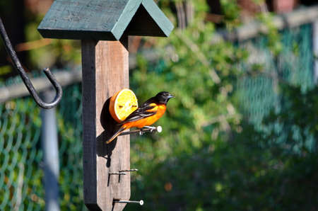 Baltimore Oriole eating from an orange in Ontario, Canada.