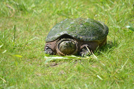 Snapping turtle along a trailの写真素材