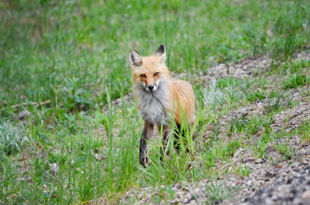 Red fox (Vulpes vulpes) standing in the grassの写真素材