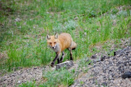 Red fox (Vulpes vulpes) in Yellowstone National Parkの写真素材