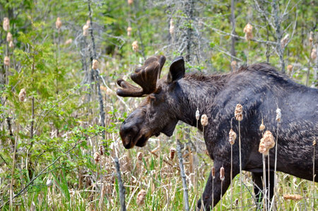Bull moose in spring in Algonquin