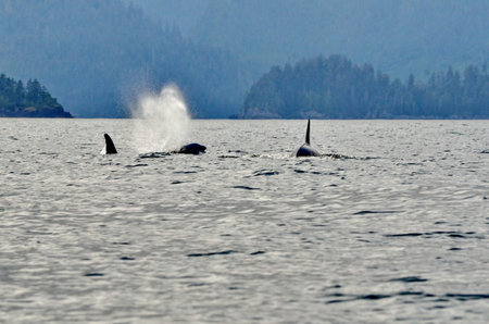 Killer whale off Haida Gwaii, BC