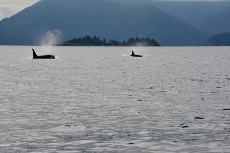 Killer whale off Haida Gwaii, BC