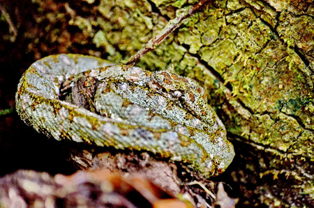 Eyelash pit viper snake in the wilds of Sector Santa Maria, Parque Nacional Rincon de la Vieja in...