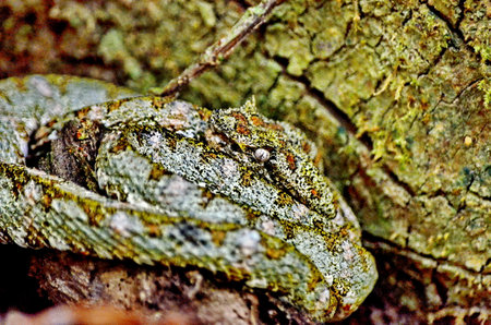 Eyelash pit viper snake in the wilds of Sector Santa Maria, Parque Nacional Rincon de la Vieja in...