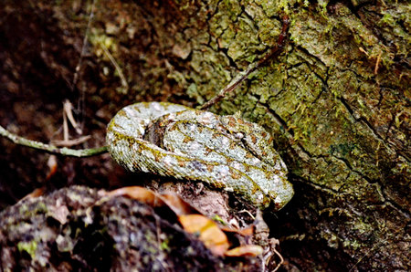 Eyelash pit viper snake in the wilds of Sector Santa Maria, Parque Nacional Rincon de la Vieja in...
