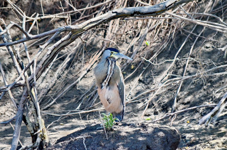 Bare-throated tiger heron standing on riverbank in Palo Verde National Park, Costa Rica