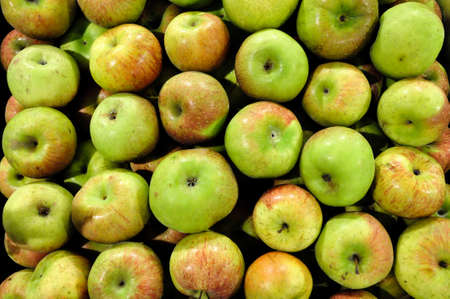 A bunch of green applesの写真素材