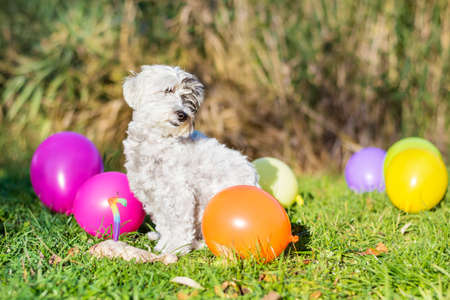 white small dog celebrating his birthday party in the park with balloonsの写真素材