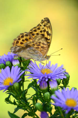 beautiful orange monarch butterfly on a flowersの写真素材