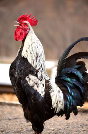 beautiful rooster crowing on the streetの写真素材
