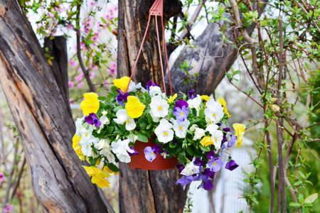 petunia flowers in hanging basketの写真素材