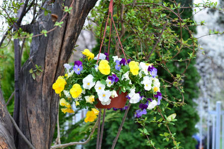 petunia flowers in hanging basketの写真素材