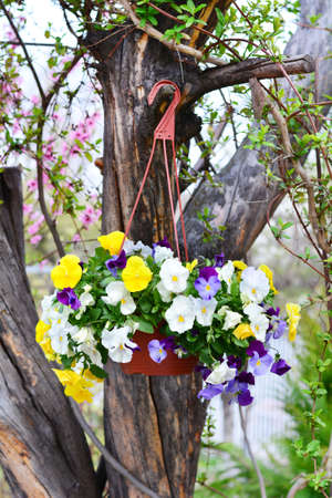 petunia flowers in hanging basketの写真素材