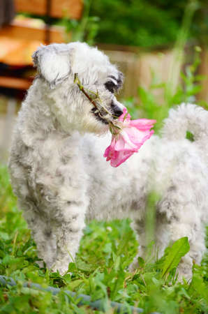 white poodle dog with big pink rose in the mouthの写真素材