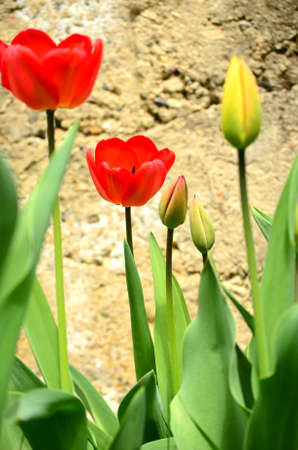 beautiful tulips in a spring gardenの写真素材