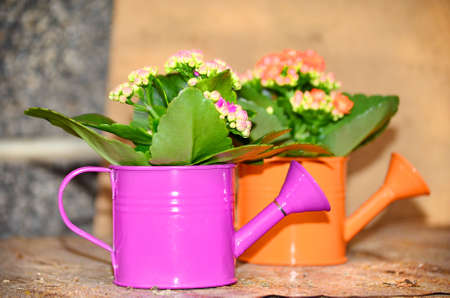 colorful decorative watering cans with kalanchoe flowersの写真素材