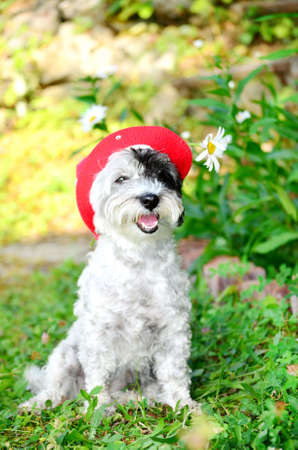 white poodle dog with red hat looking at the camera in a green gardenの写真素材