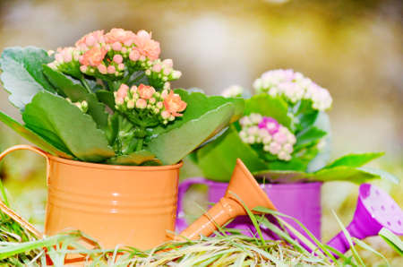 colorful decorative watering cans with kalanchoe flowersの写真素材