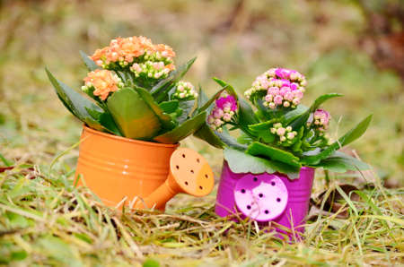 colorful decorative watering cans with kalanchoe flowersの写真素材