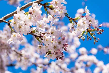 Spring Cherry blossoms, pink flowers on a blue sky backgroundの写真素材