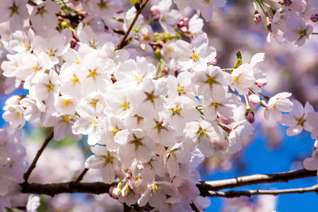 Spring Cherry blossoms, pink flowers on a blue sky backgroundの写真素材