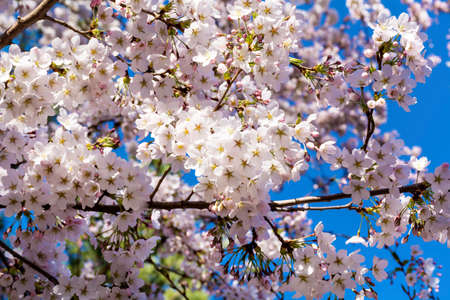 Spring Cherry blossoms, pink flowers on a blue sky backgroundの写真素材