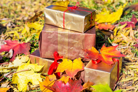 golden gifts with red ribbon in autumn an autumn parkの写真素材