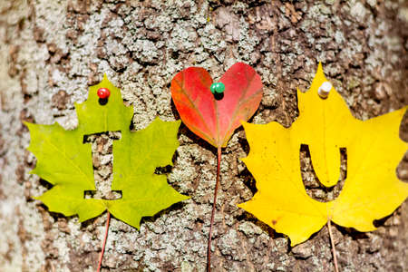 I love you written with beautiful colorful autumn leaves pinned on a tree