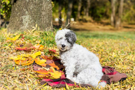 white small poodle Dog laying on a scarf in the autumn sunny parkの写真素材