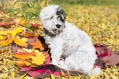 white small poodle Dog laying on a scarf in the autumn sunny parkの写真素材