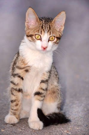 baby cat portraitの写真素材