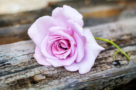 beautiful big pink roseの写真素材