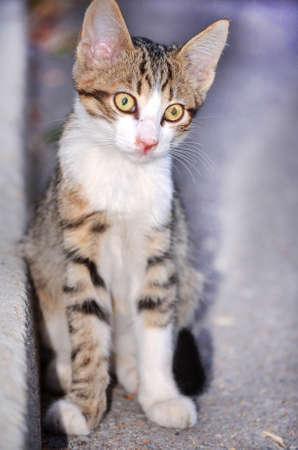 baby cat portraitの写真素材