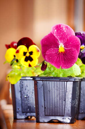 violet pot flowers for home decorationの写真素材