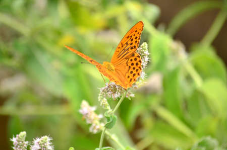 beautiful orange monarch butterfly on a flowersの写真素材