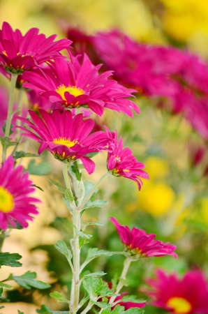 beautiful pink chrysanthemums flowers -close upの写真素材