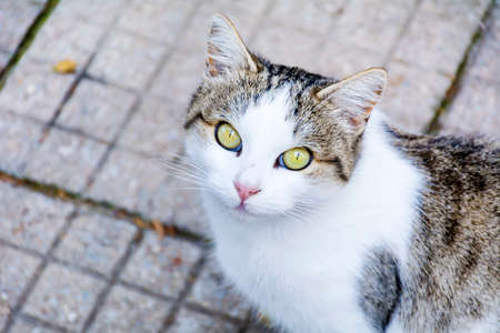 Portrait of a beautiful green eyes white cat looking at the cameraの写真素材